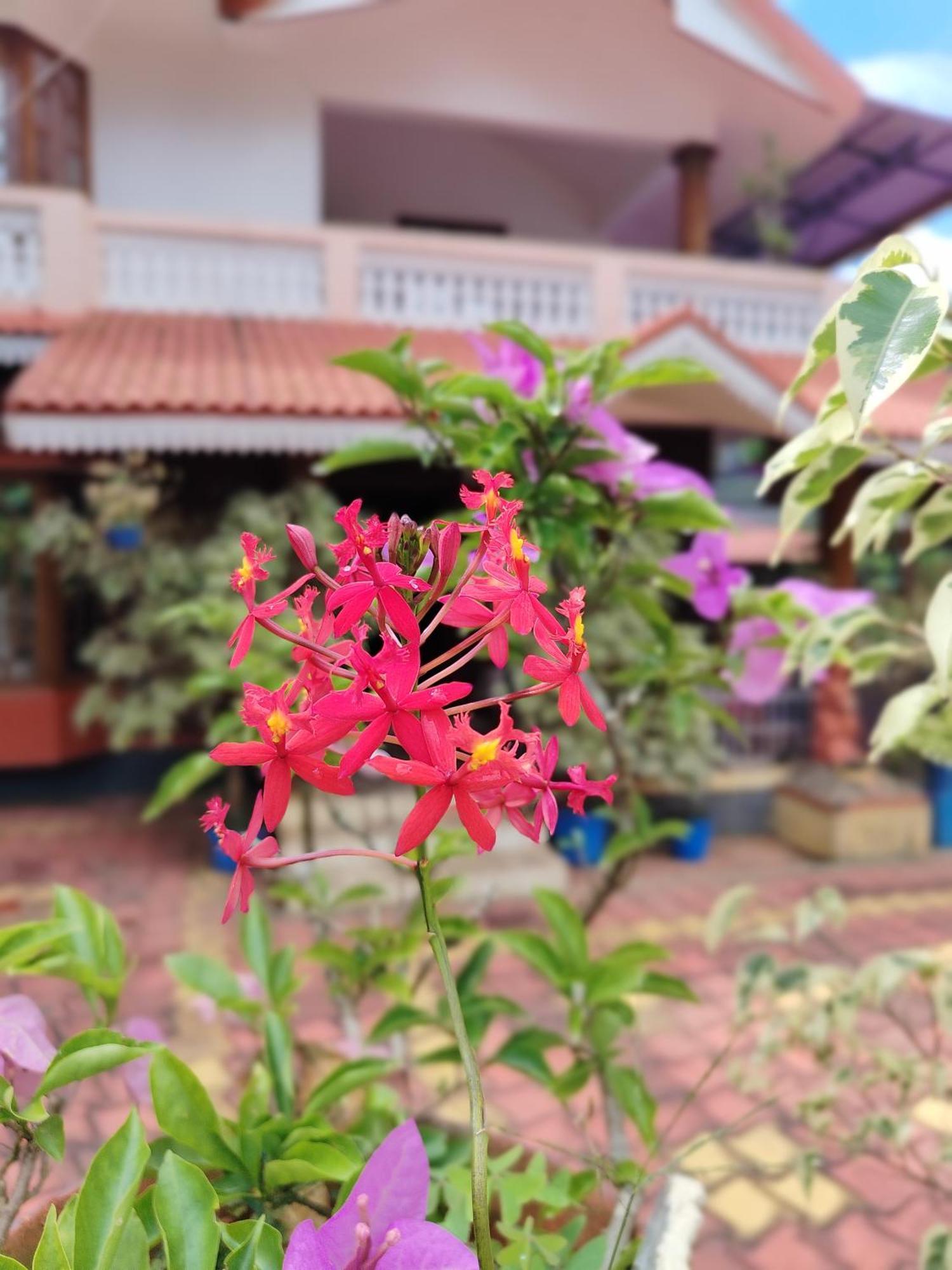 Shivalaya Homestay, Madikeri Siddāpur Eksteriør billede