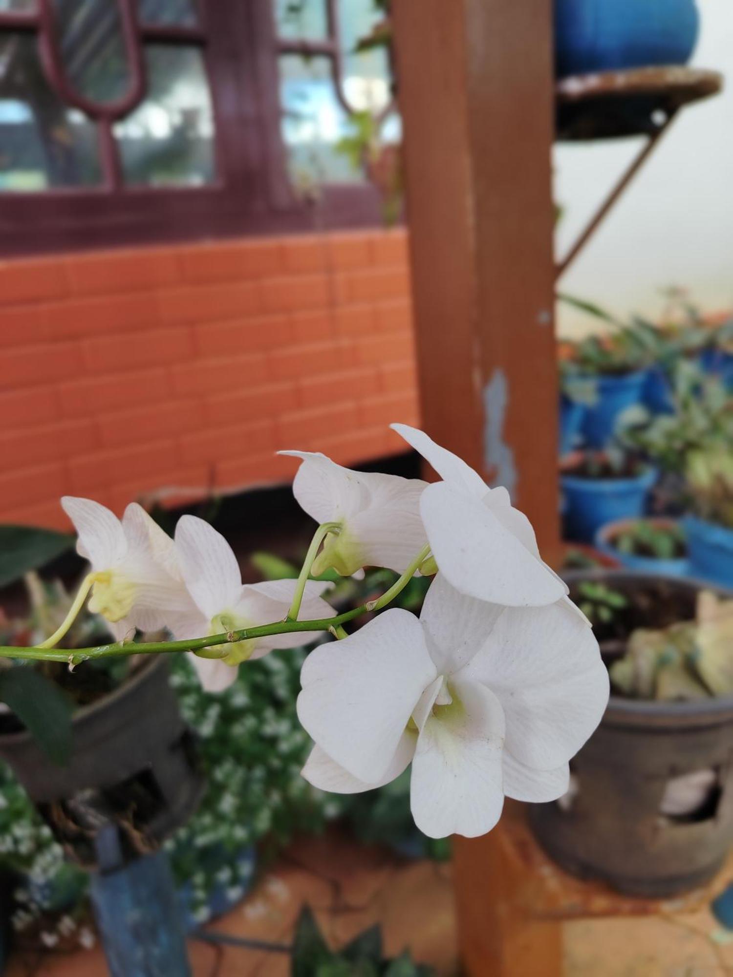 Shivalaya Homestay, Madikeri Siddāpur Eksteriør billede