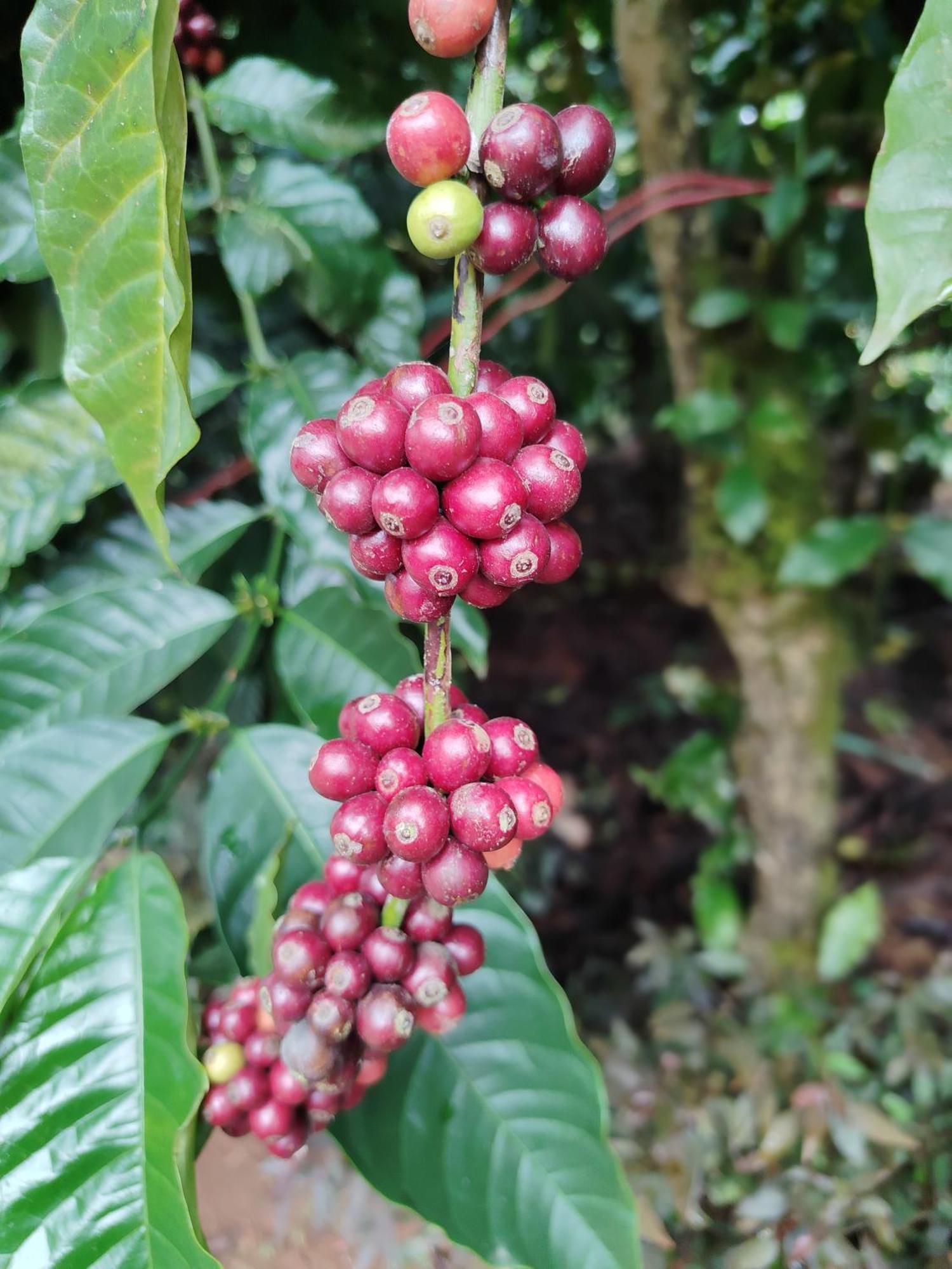 Shivalaya Homestay, Madikeri Siddāpur Eksteriør billede